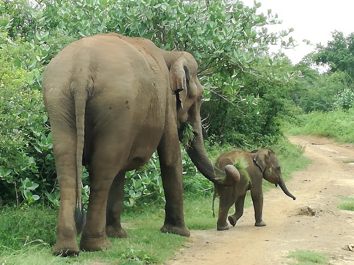 Induwara Safari Resort Udawalawe Buitenkant foto