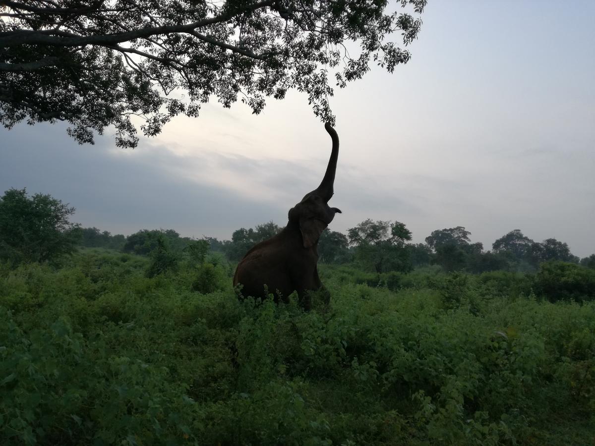 Induwara Safari Resort Udawalawe Buitenkant foto