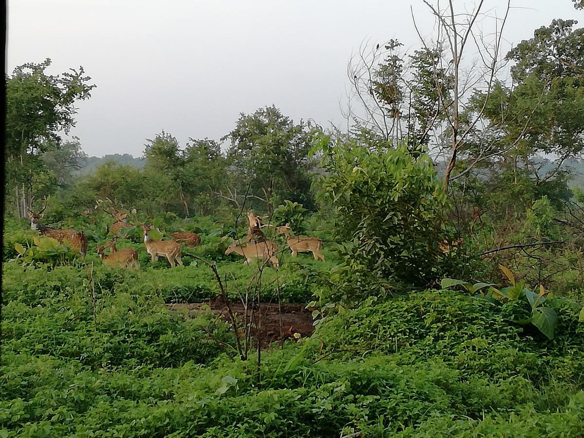 Induwara Safari Resort Udawalawe Buitenkant foto