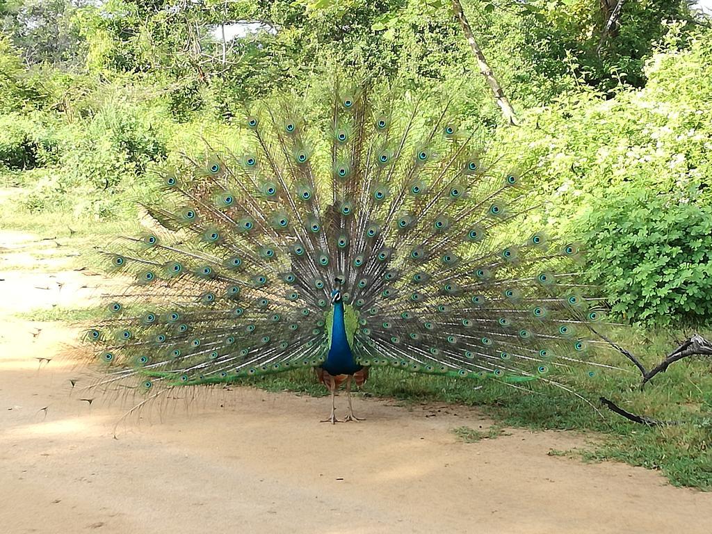 Induwara Safari Resort Udawalawe Buitenkant foto