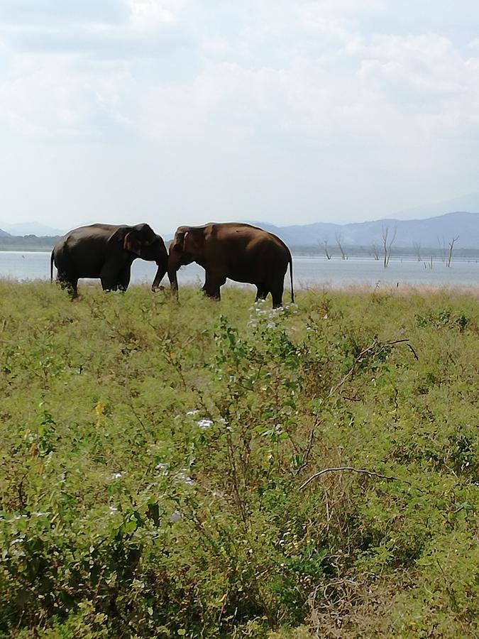 Induwara Safari Resort Udawalawe Buitenkant foto