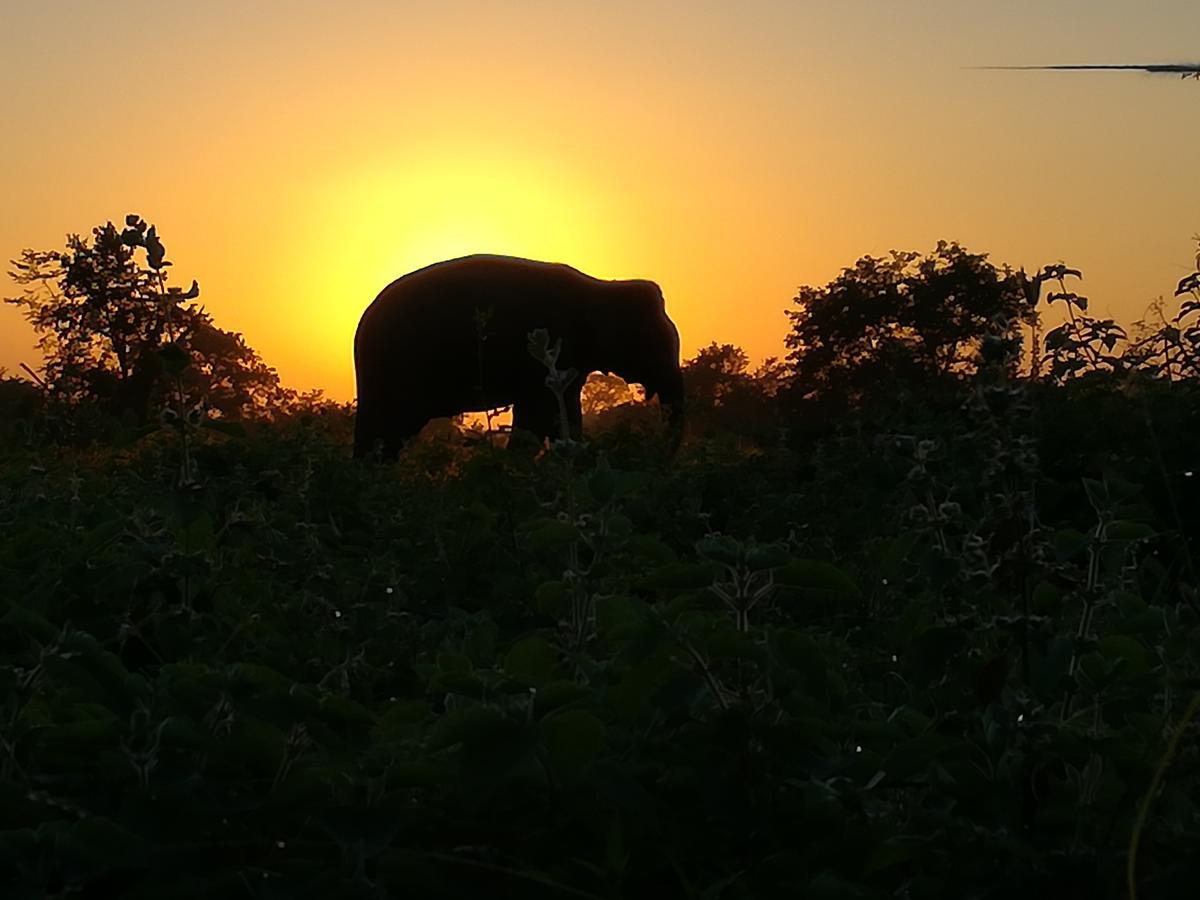 Induwara Safari Resort Udawalawe Buitenkant foto