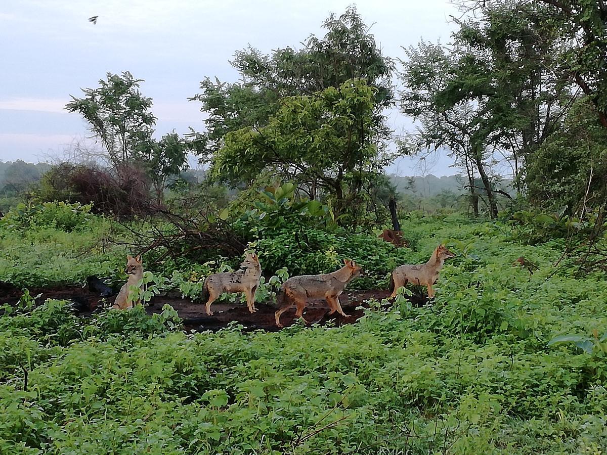 Induwara Safari Resort Udawalawe Buitenkant foto